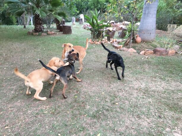 Imagen general del Hotel Rancho Ecologico Oasis de Luz. Foto 11