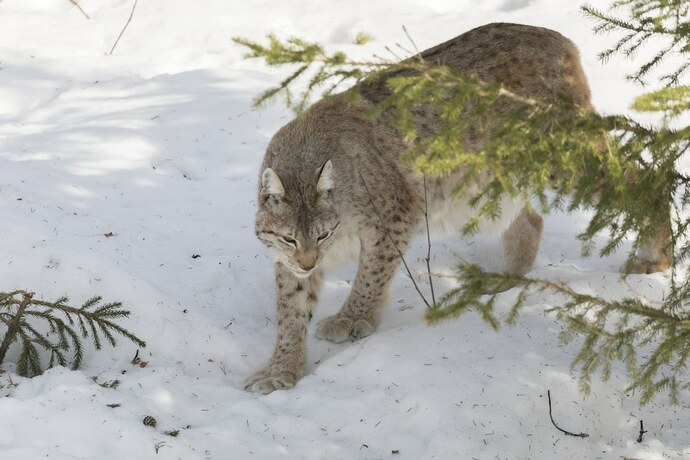 Imagen general del Hotel Ranua Resort Arctic Igloos. Foto 5