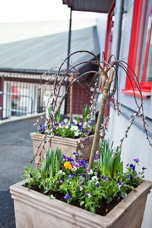 Imagen general del Hotel Rasta Grums. Foto 3