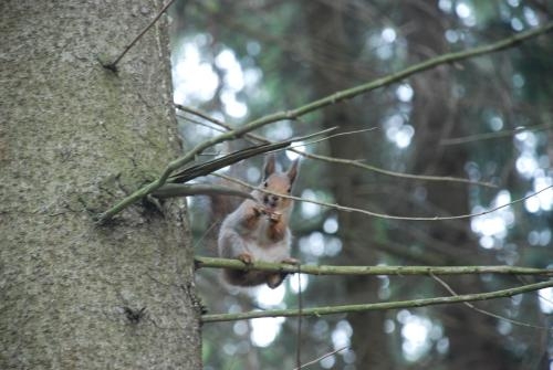 Imagen general del Hotel Recreational Complex Bor. Foto 3