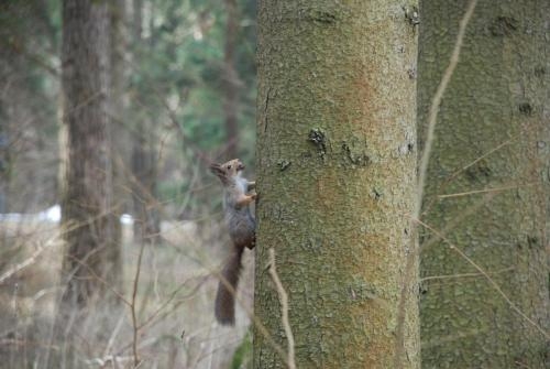 Imagen general del Hotel Recreational Complex Bor. Foto 4