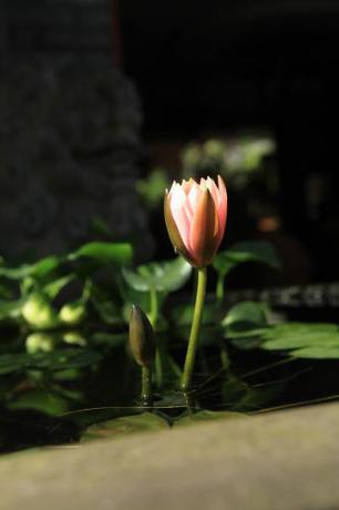 Imagen general del Hotel Red House. Foto 5