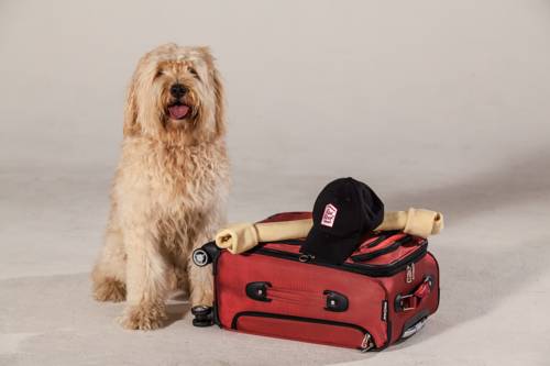 Imagen de la habitación del Hotel Red Roof Inn Ocala. Foto 6