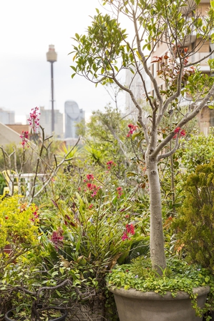 Imagen de los exteriores del Hotel Regents Court Sydney. Foto 13