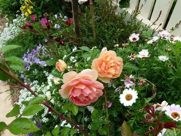 Imagen general del Hotel Reid's Place. Foto 19