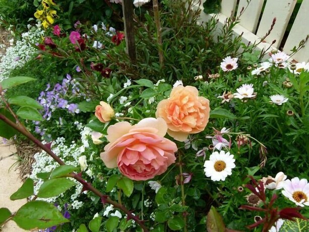 Imagen de los exteriores del Hotel Reid's Place. Foto 35