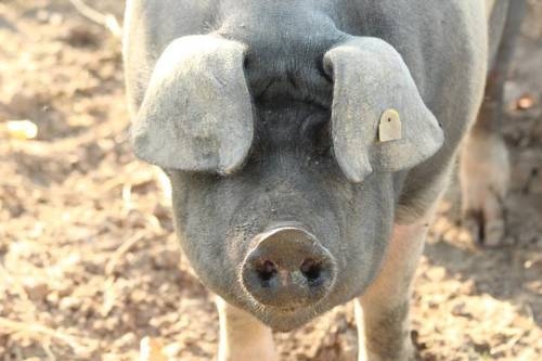 Imagen general del Hotel Reiners Wirtshaus. Foto 16