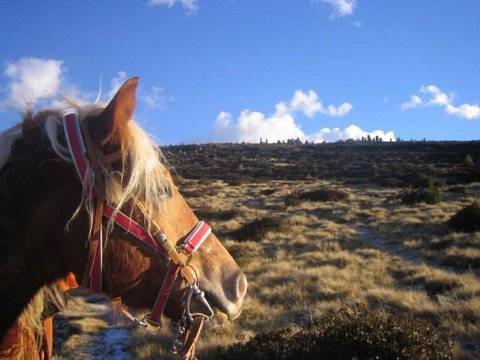 Imagen de la habitación del Hotel Reiterhof Edelweiss. Foto 10
