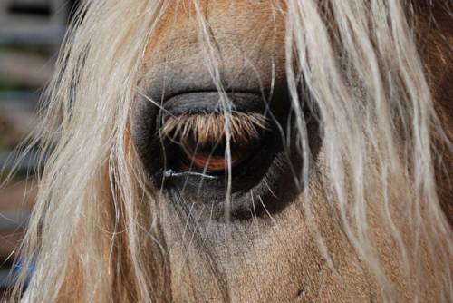 Imagen de la habitación del Hotel Reiterhof Edelweiss. Foto 11
