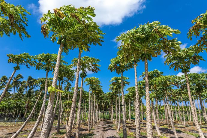 Imagen de los exteriores del Hotel Relax Residence Thoddoo Maldives. Foto 12