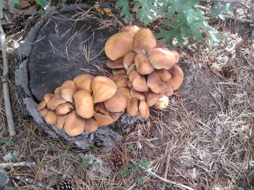 Imagen de la habitación del Hotel Remanso Del Rio Razon. Foto 11