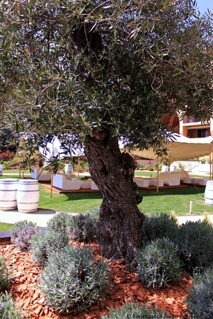 Imagen de los exteriores del Hotel Renaissance Aix-en-provence. Foto 4