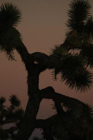 Imagen general del Hotel Reset, Twentynine Palms. Foto 6