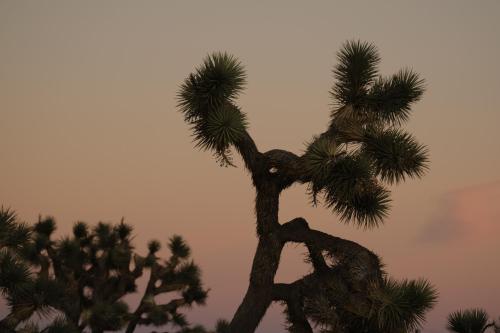 Imagen general del Hotel Reset, Twentynine Palms. Foto 7