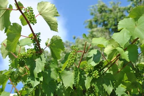 Imagen general del Hotel Residence of Doctor Zaharov. Foto 44