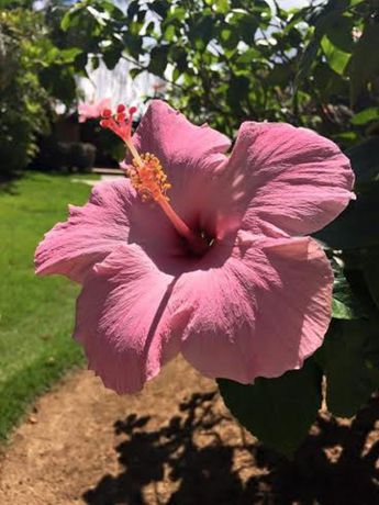 Imagen de los exteriores del Hotel Resort Costa Las Ballenas. Foto 15