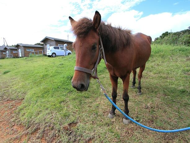 Imagen general del Hotel Resort Ohshima. Foto 9