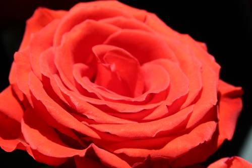 Imagen de la habitación del Hotel Restaurant Bellevue Au Lac. Foto 15