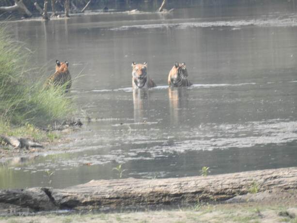 Imagen general del Hotel Rhino Lodge Bardia. Foto 18