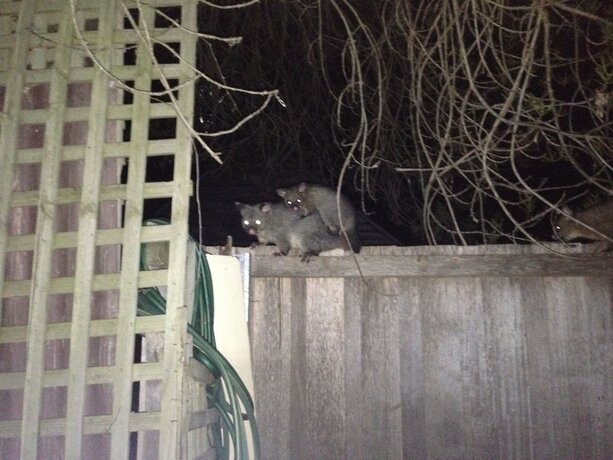 Imagen general del Hotel Richmond Cottages Tasmania. Foto 4