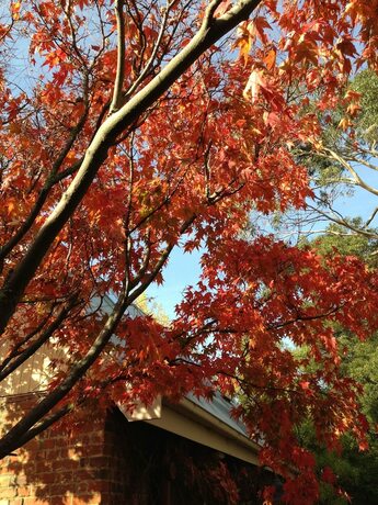 Imagen de los exteriores del Hotel Richmond Cottages Tasmania. Foto 7