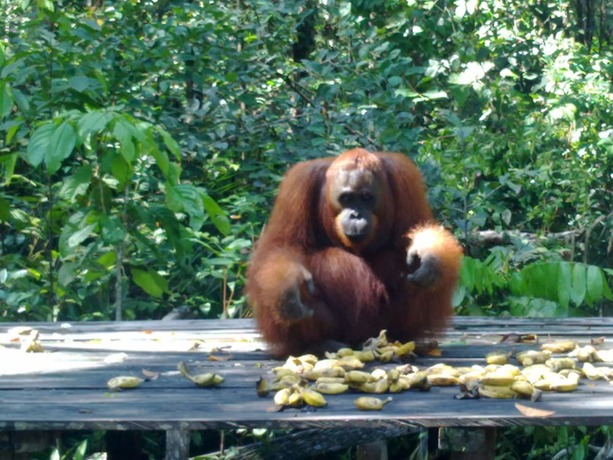 Imagen general del Hotel Rimba Orangutan Eco Lodge. Foto 2