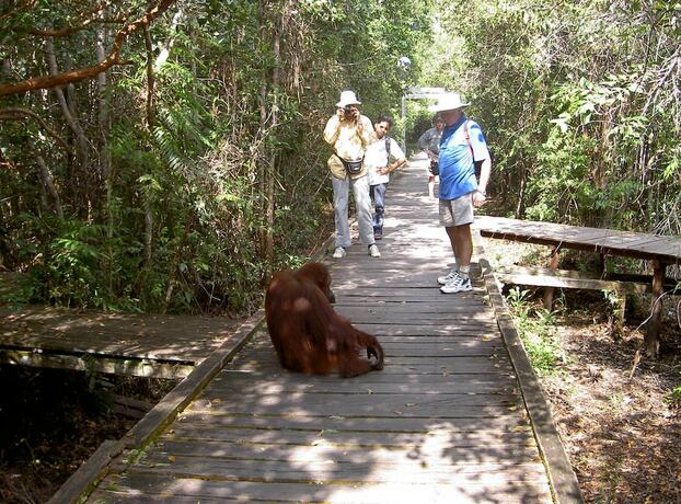Imagen general del Hotel Rimba Orangutan Eco Lodge. Foto 7