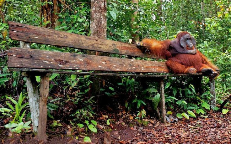 Imagen general del Hotel Rimba Orangutan Eco Lodge. Foto 14