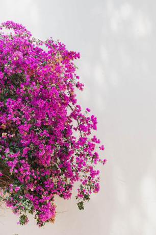 Imagen general del Hotel Ritual De Terra and Spa. Foto 16