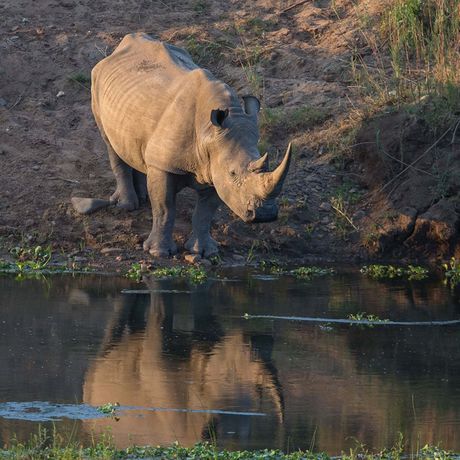 Imagen de los exteriores del Hotel River House Bush And Safari Lodge. Foto 9