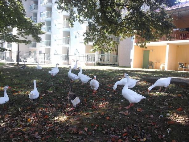 Imagen de los exteriores del Hotel River Place Inn. Foto 11