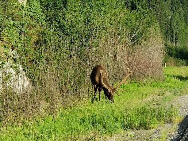 Imagen general del Hotel Rocky Inn, Valemount. Foto 16