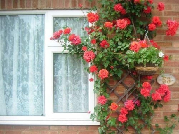 Imagen general del Hotel Rosa's Bb. Foto 4