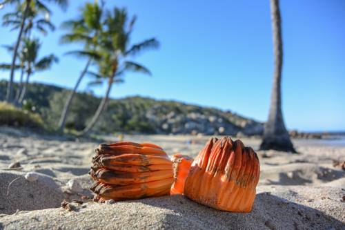 Imagen de la habitación del Hotel Rose Bay Resort. Foto 2
