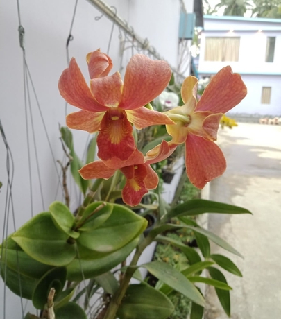 Imagen general del Hotel RoyalLinThar. Foto 5