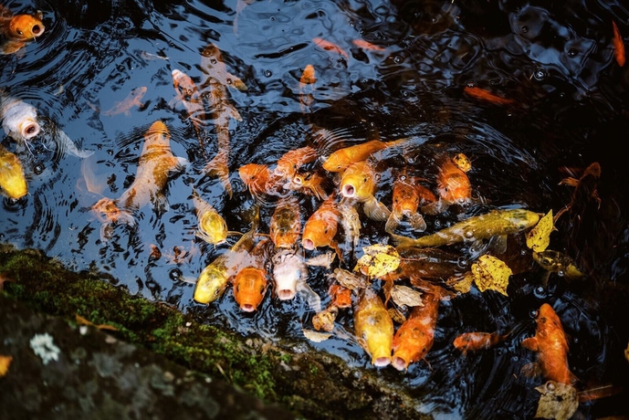 Imagen de los exteriores del Hotel Rt Lodge. Foto 15