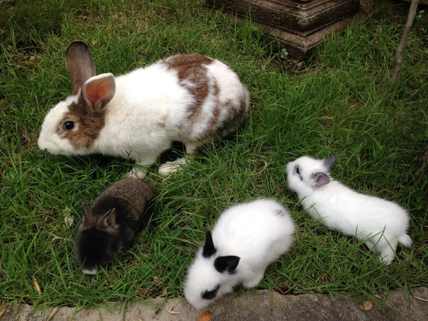 Imagen general del Hotel Ruean Thai. Foto 2