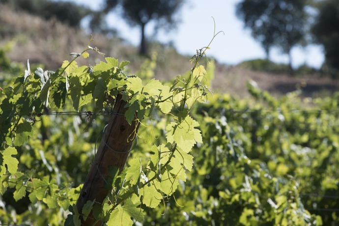 Imagen de los exteriores del Hotel Rural A Serenada Enoturismo. Foto 11