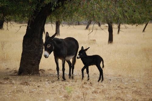 Imagen del bar/restaurante del Hotel Rural Agritourismo Alquería Blanca. Foto 9
