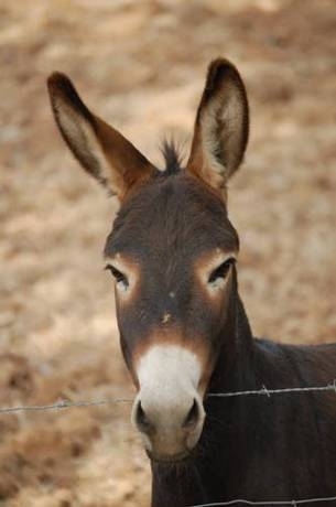 Imagen general del Hotel Rural Agritourismo Alquería Blanca. Foto 8
