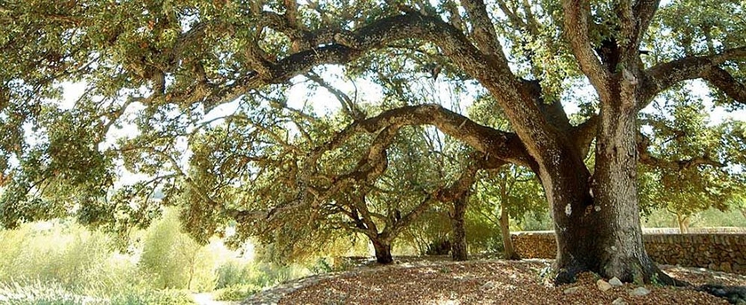 Imagen de los exteriores del Hotel Rural Belle Son Mas Luxury Finca. Foto 8