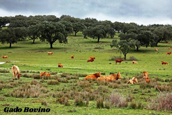 Imagen general del Hotel Rural Da Ameira. Foto 10