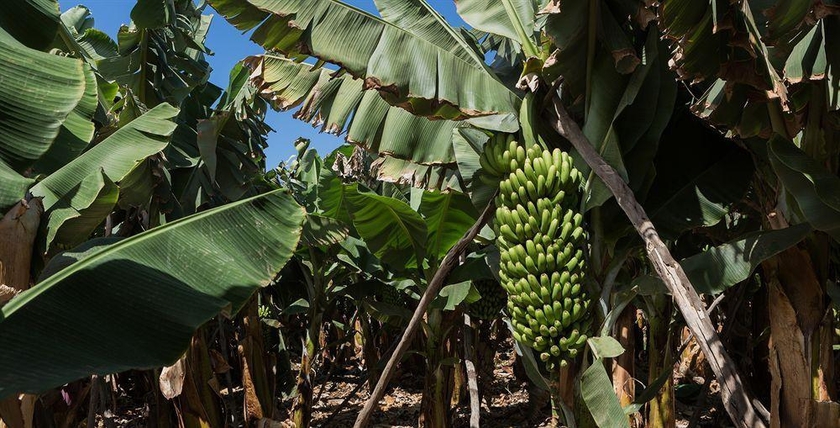 Imagen general del Hotel Rural El Patio, Garachico. Foto 7