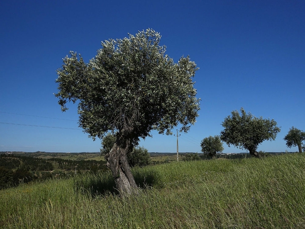 Imagen de los exteriores del Hotel Rural Herdade Da Urgueira. Foto 7