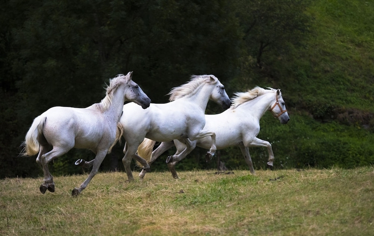 Imagen general del Hotel Rural Las Montañas de Pumar. Foto 4