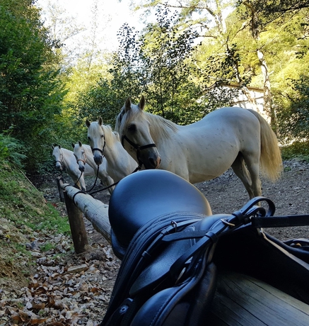 Imagen general del Hotel Rural Las Montañas de Pumar. Foto 5