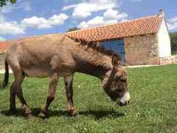 Imagen de los exteriores del Hotel Rural Marića Gaj. Foto 23