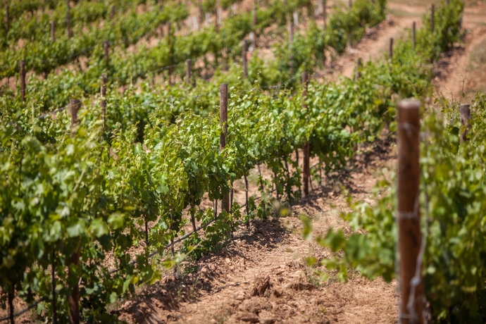 Imagen de los exteriores del Hotel Rural Monte Da Esperança. Foto 15