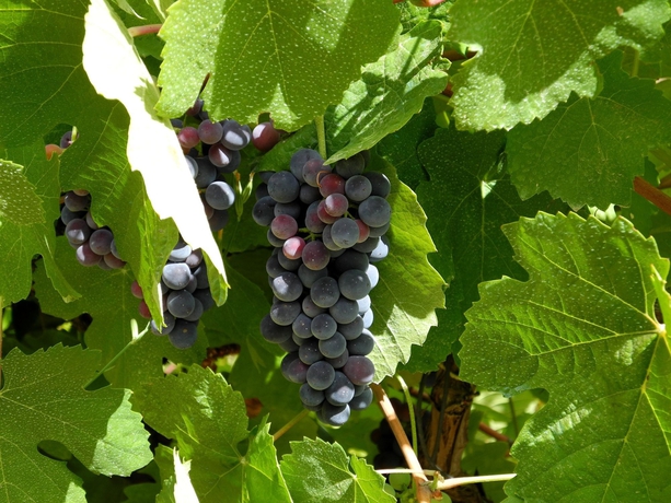 Imagen general del Hotel Rural Quinta Do Silval. Foto 5