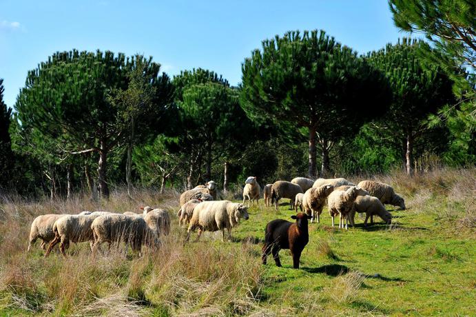 Imagen general del Hotel Rural Quinta Dos Machados - Countryside and Spa. Foto 2